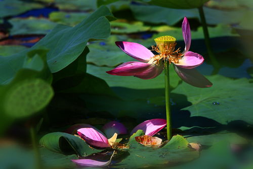 描寫豐收秋天的詩句古詩