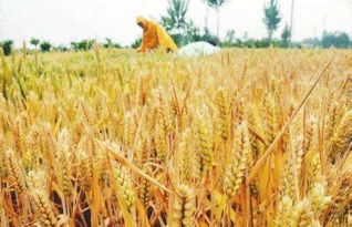 關(guān)于麥子成熟的詩(shī)句