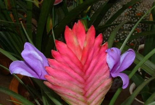 關(guān)于鐵蘭開花的詩句