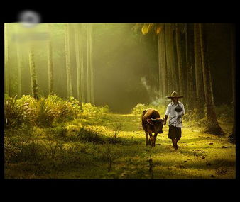 關(guān)于人文自然的詩(shī)句