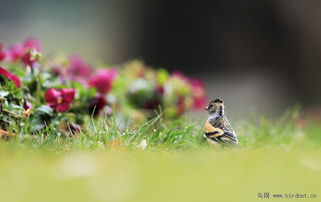 關(guān)于鳥與環(huán)境的詩句