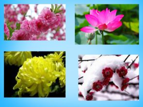 里帶,古詩,詩句,小學(xué)