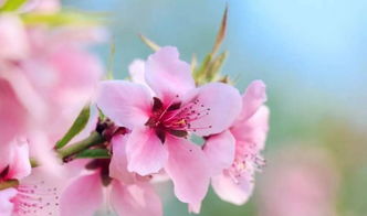 描寫(xiě)桃花的古詩(shī)句有哪些,描寫(xiě)桃花的優(yōu)美古詩(shī)句,描寫(xiě)牡丹的古詩(shī)句大全