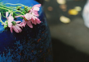 五個字關(guān)于愛情的詩句