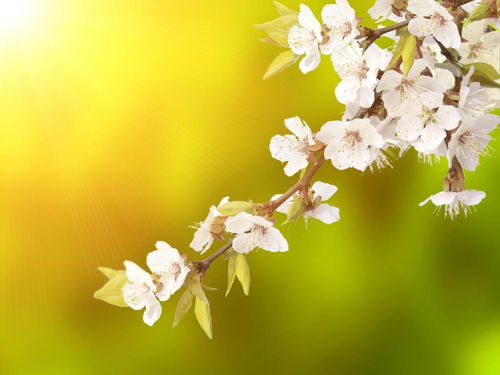 形容春天櫻花盛開的古詩詩句