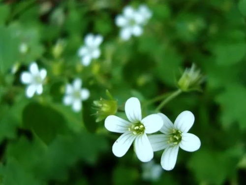 關(guān)于flower的詩句