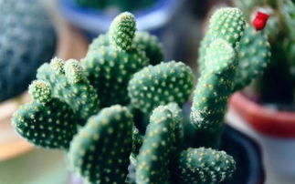 關(guān)于仙人掌簡(jiǎn)短的詩句