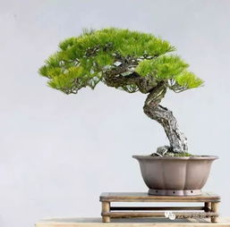 有山有松樹的古詩句,描寫松樹的古詩句有哪些,關于松樹的古詩句