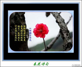 關(guān)于春花的的詩句古詩