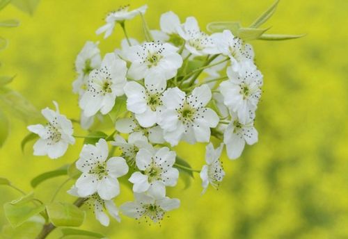 關(guān)于梨花的詩句古詩三年級(jí),關(guān)于牛郎織女的詩句古詩秦觀,形容梨花的詩句古詩