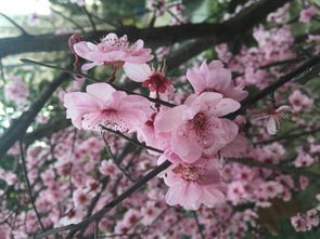 關于櫻花的自編詩句