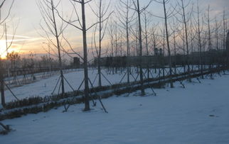 關(guān)于冬天的植物的古詩句