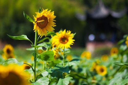 關(guān)于青銅葵花的古詩,青銅葵花好句5句賞析,作文青銅葵花古詩
