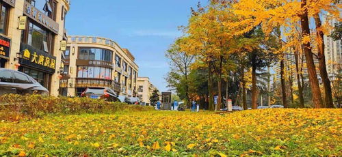 關(guān)于重陽(yáng)的詩(shī)句和春聯(lián)