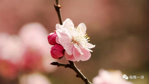 描寫勒杜鵑的古詩(shī)句