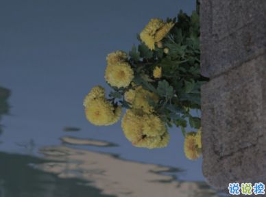 關(guān)于蓮花的古詩句,喪古詩詩句,很喪的古詩