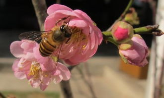 關(guān)于紅蜓的詩句