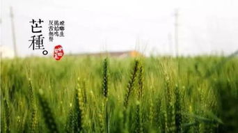 關于描寫芒種的詩句