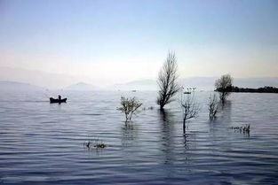 詩句,植物,四君子