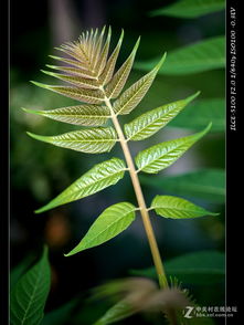 秋天勃勃生機(jī)的詩(shī)句,春天勃勃生機(jī)的詩(shī)句是,描寫(xiě)夏天勃勃生機(jī)的語(yǔ)句