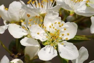 含有味的古詩句