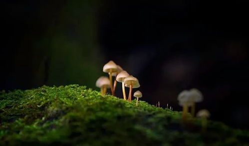 關(guān)于勤勉類的詩句