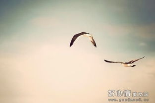 關(guān)于展望未來(lái)的古代詩(shī)句