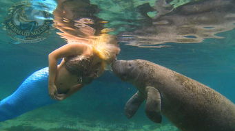 一首,詩句,美人魚