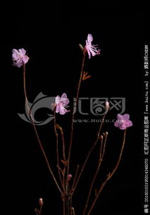 關于干枝杜鵑花的詩句古詩