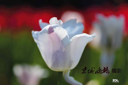 關(guān)于花開的旺盛的詩句