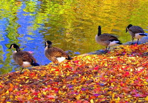 關于借秋抒懷的詩句有哪些