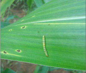 詩句,發(fā)生,黏蟲大