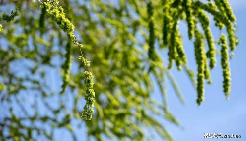 關(guān)于榆錢的詩(shī)句的詩(shī)句