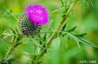 山村野菜古詩句