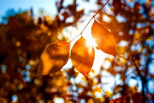秋天的詩(shī)句古詩(shī)小學(xué),秋天雨的詩(shī)句古詩(shī),描寫秋天悲傷古詩(shī)詞
