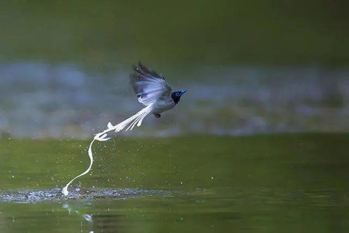 鳥(niǎo)的詩(shī)句古詩(shī)詞