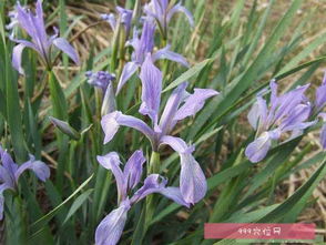 關(guān)于馬蓮的詩句