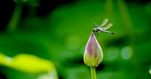 描寫夏天炎熱的詩句,代表夏天炎熱的詩句,描寫夏天炎熱的詩句古詩
