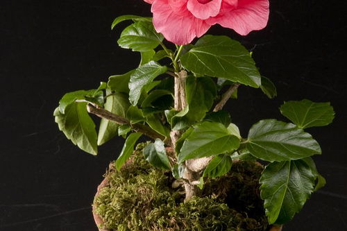 陸游山茶花的詩句古詩