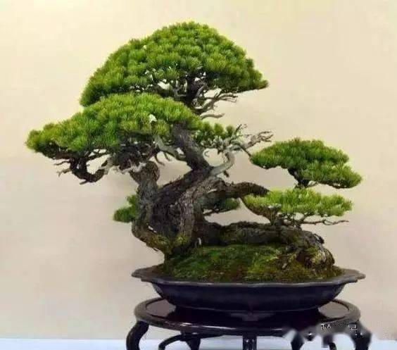 關于松樹精神的古詩句