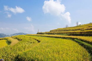 形容谷子成熟的詩(shī)句,贊美谷子成熟豐收的詩(shī)句,描寫秋天谷子成熟的詩(shī)句