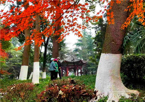 關(guān)于描寫(xiě)楓林的詩(shī)句