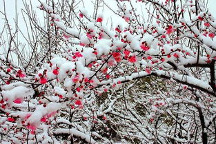 寫出與梅花有關(guān)的古詩句