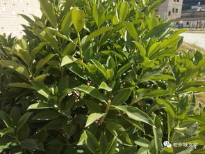 關(guān)于綠色的7詩句