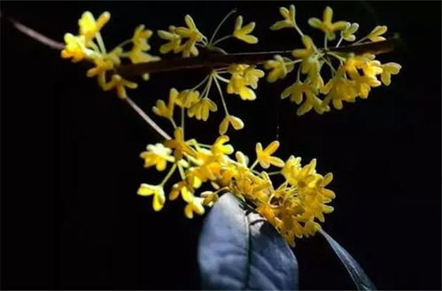 兩句描寫(xiě)瀑布的古詩(shī)句