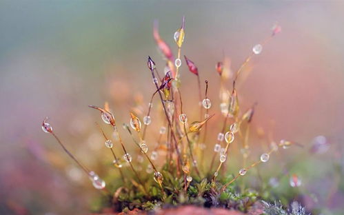 寒露,詩(shī)句,這節(jié)