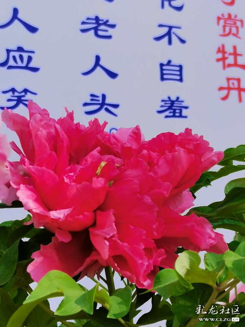 關(guān)于牡丹的古詩句,贊美牡丹的古詩句,贊牡丹花開的古詩