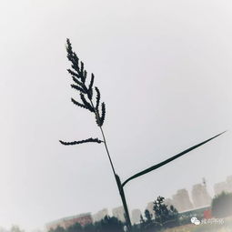 有關(guān)于歡的詩(shī)句