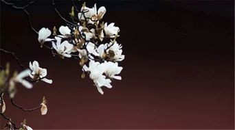 關(guān)于長途跋涉的詩句