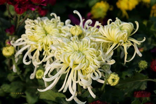 春分思念母親的詩(shī)句古詩(shī)